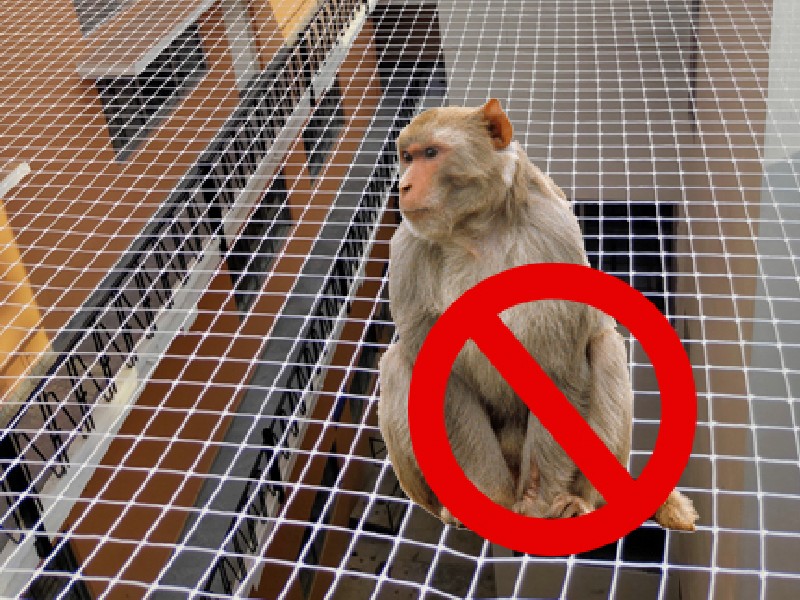 Monkey Safety Nets in Chennai
