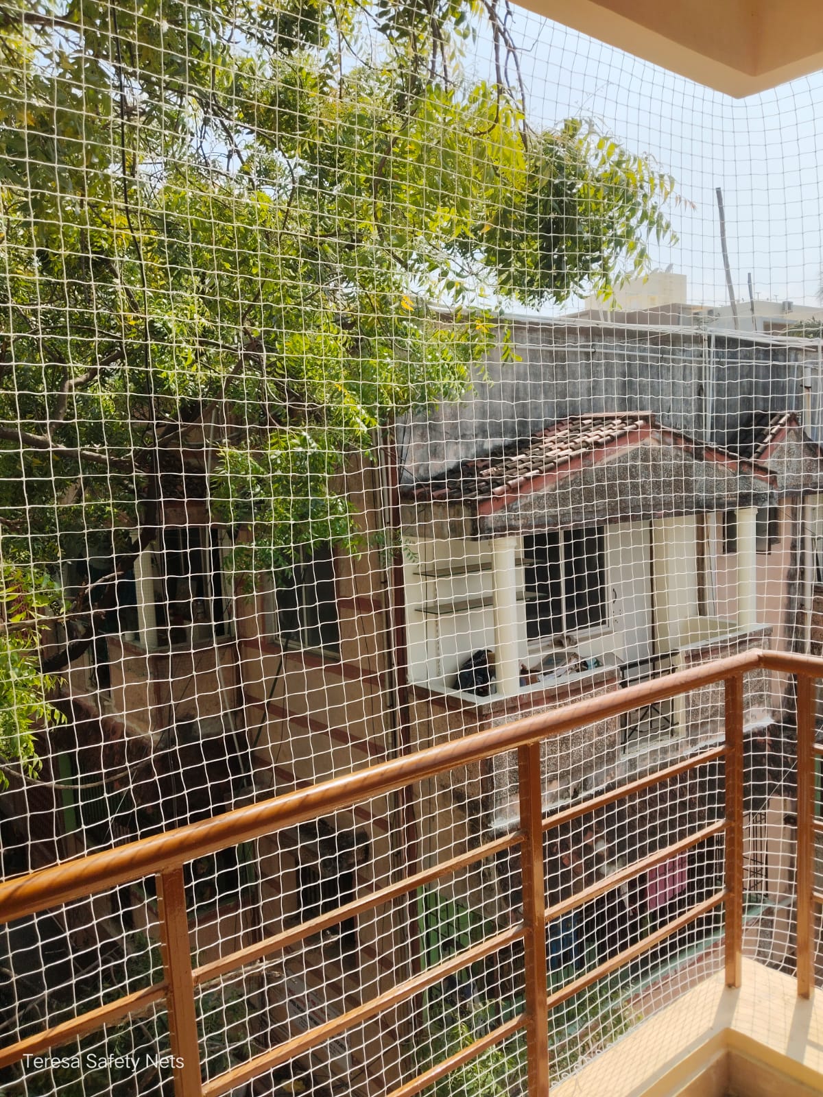 Why Chennai Has a Pigeon Problem & How to Solve It
